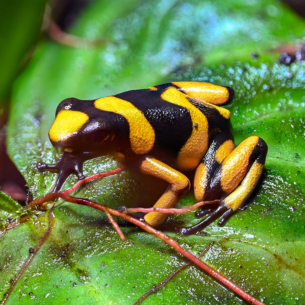 Oophaga lehmanni 'Yellow'