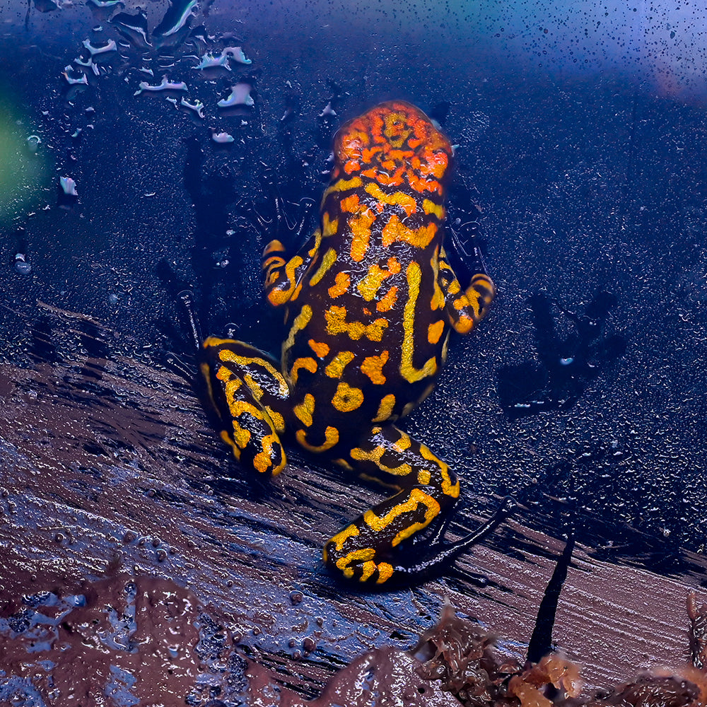Oophaga histrionica 'Redhead - Small Form'