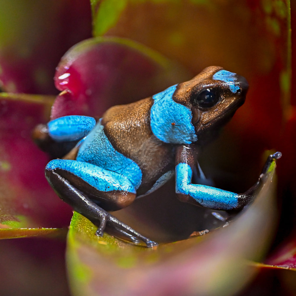 Oophaga histrionica 'Blue'