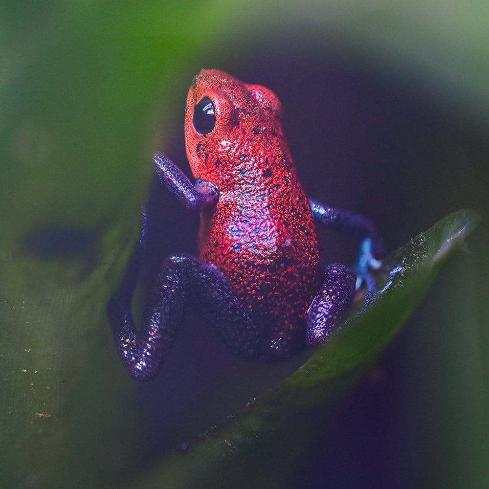 Oophaga pumilio 'Valle del Rey'