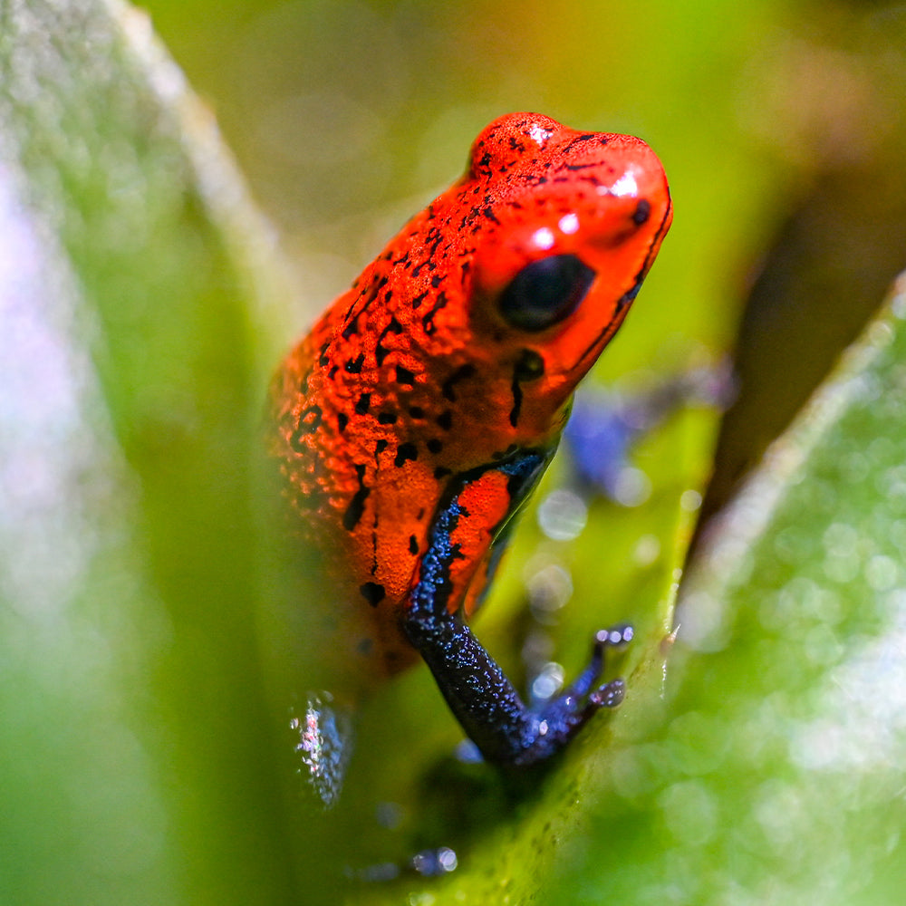 Oophaga typographica 'Blue Jeans'