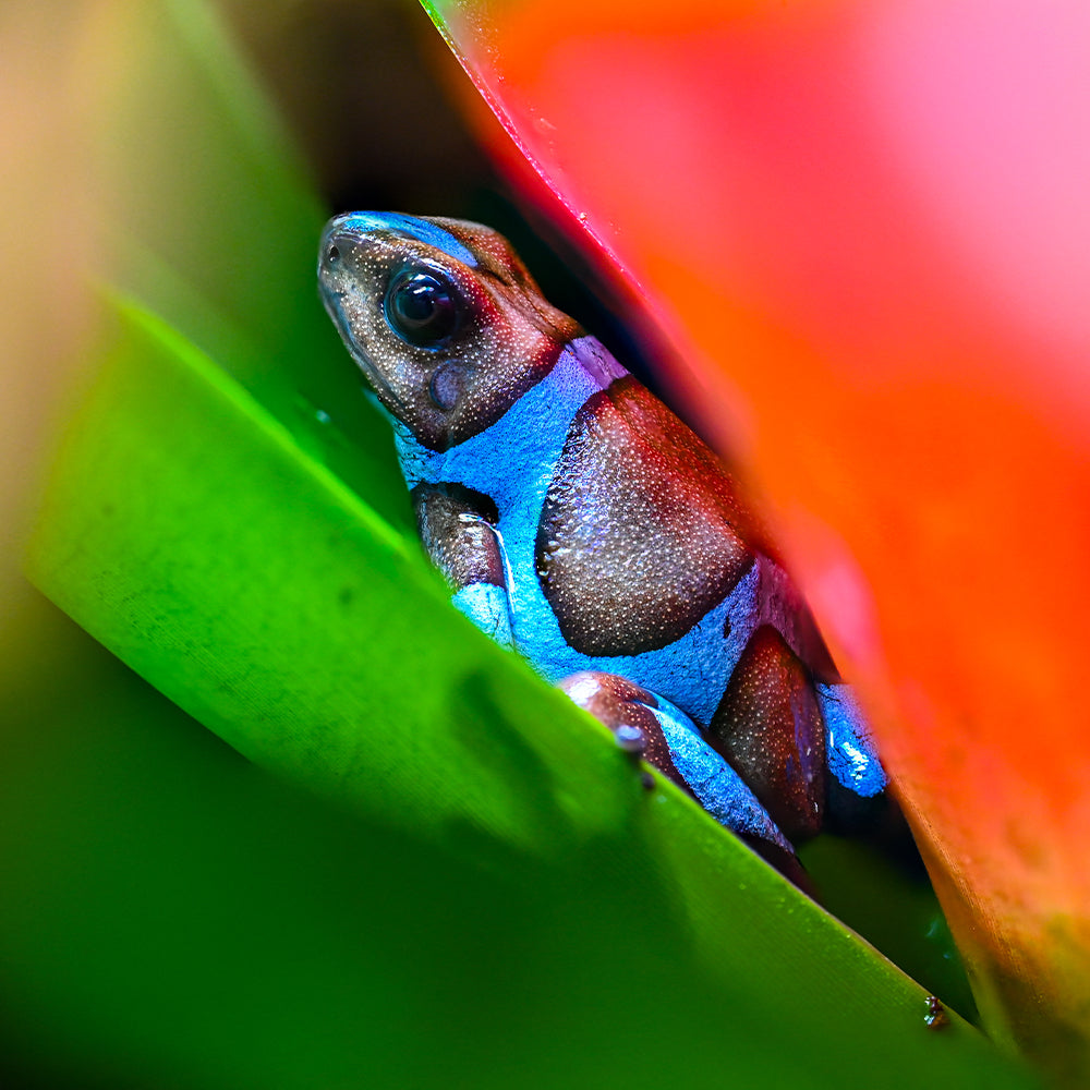 Oophaga histrionica 'Blue'