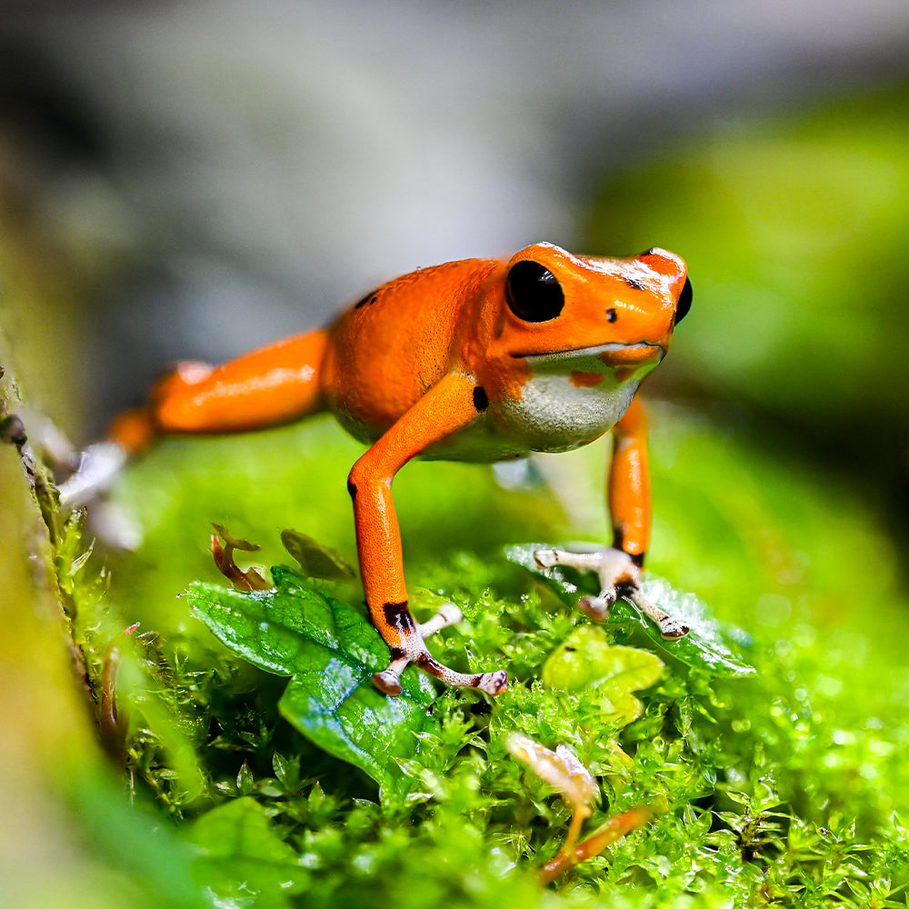 Oophaga pumilio 'Cemetery Bastimentos' - Spotless