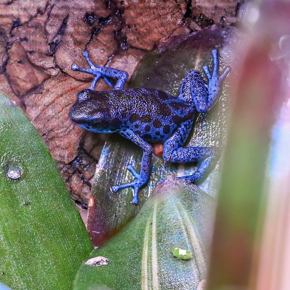 Oophaga pumilio 'Rio Colubre'