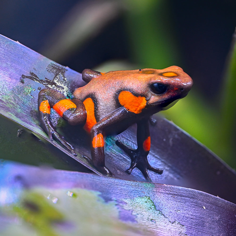 Oophaga andresi 'Tado'