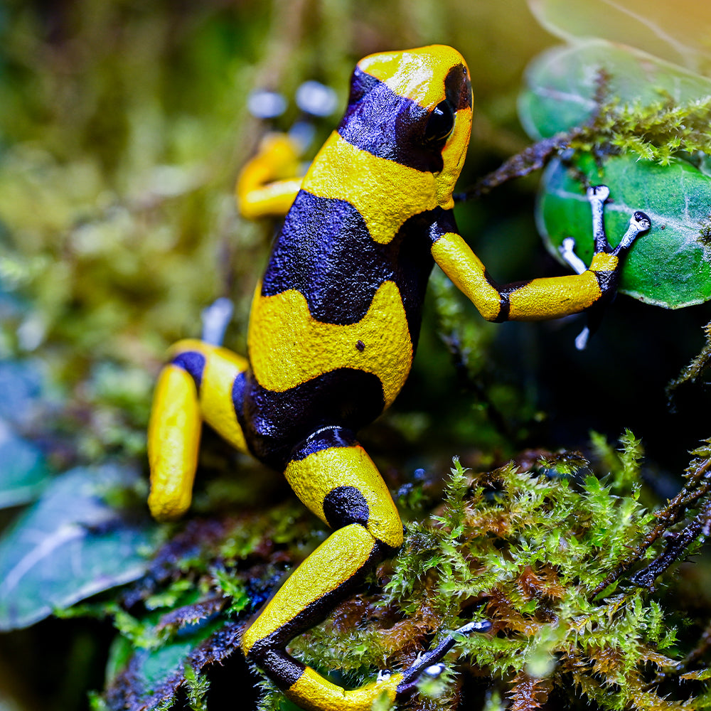 Oophaga lehmanni 'Yellow'