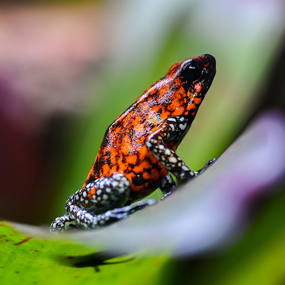 Oophaga sylvatica 'Pata Blanca'