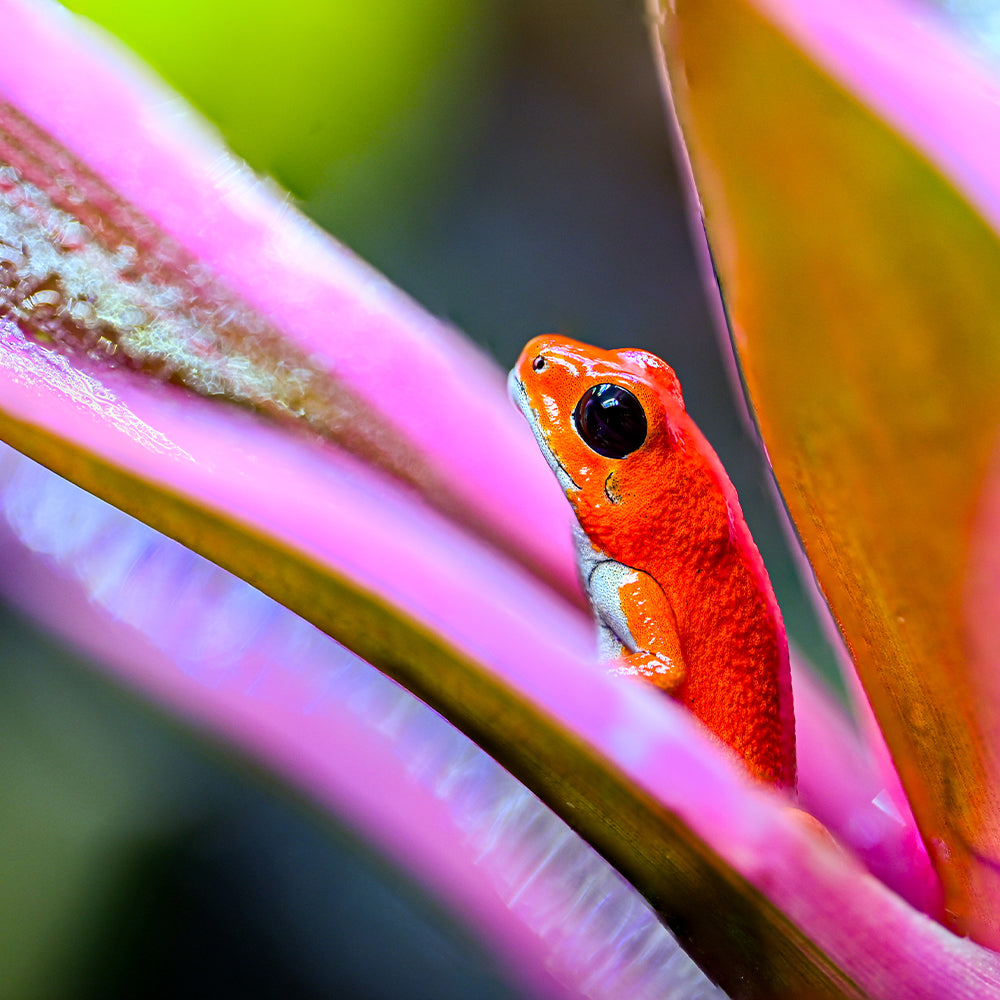 Oophaga pumilio 'Bastimentos' - Red Frog Beach
