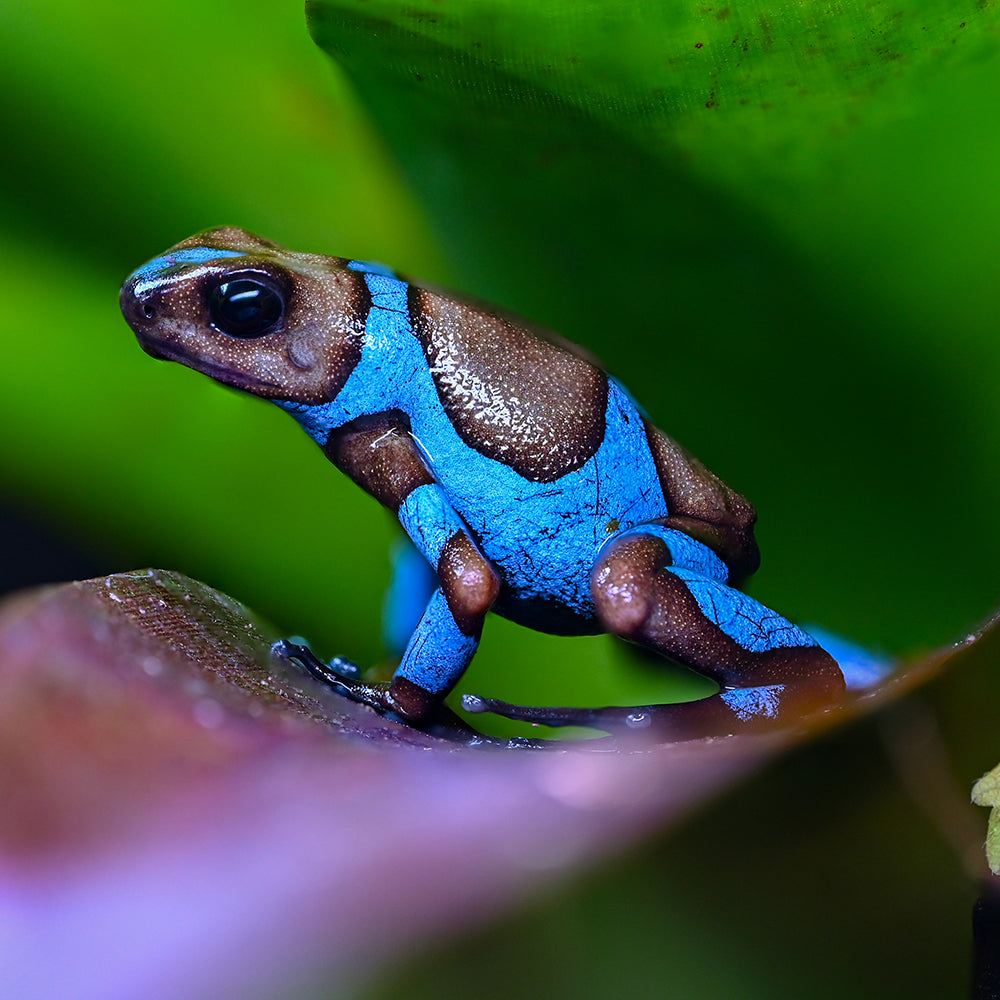 Oophaga histrionica 'Blue'
