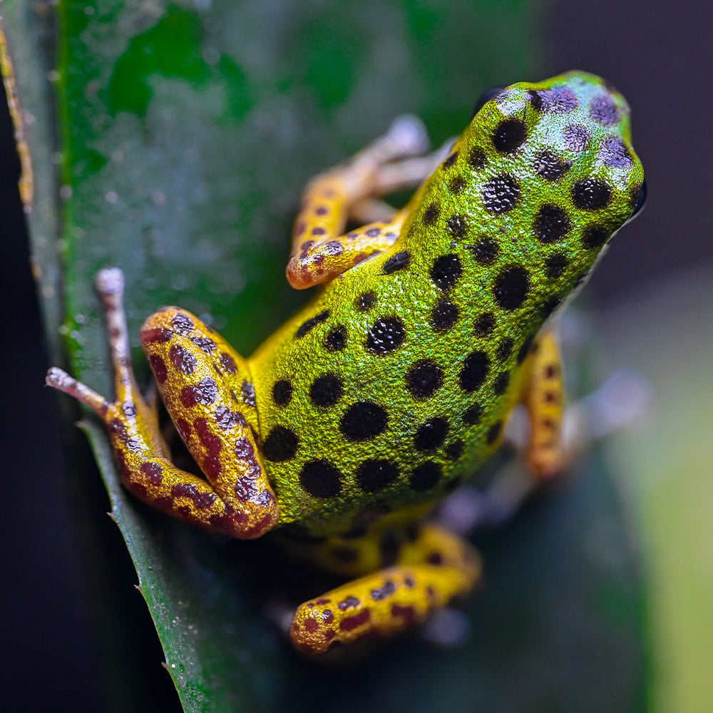Oophaga pumilio 'Colon Drago'