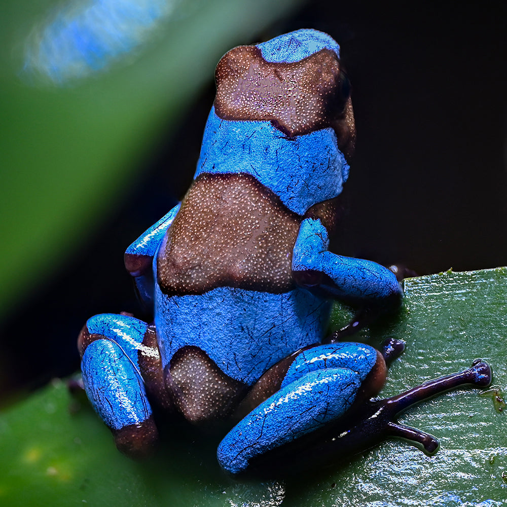 Oophaga histrionica 'Blue'