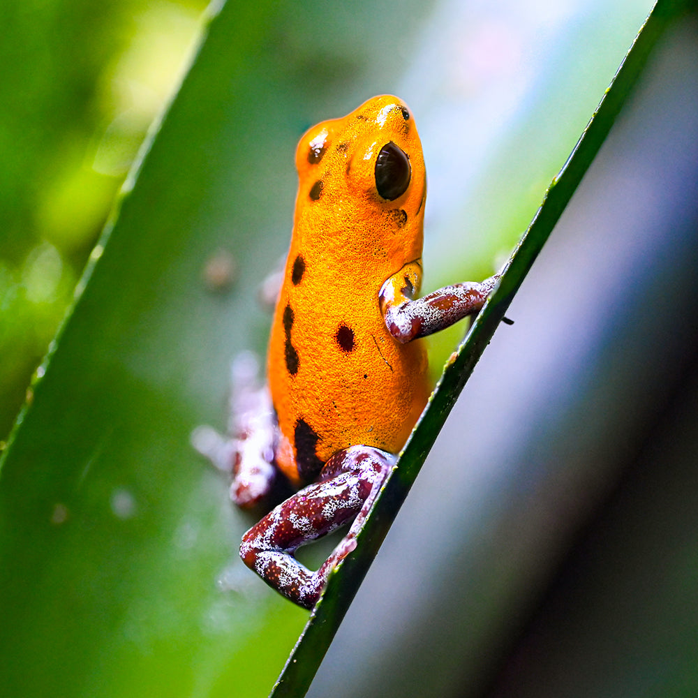Oophaga pumilio 'Rio Branco'