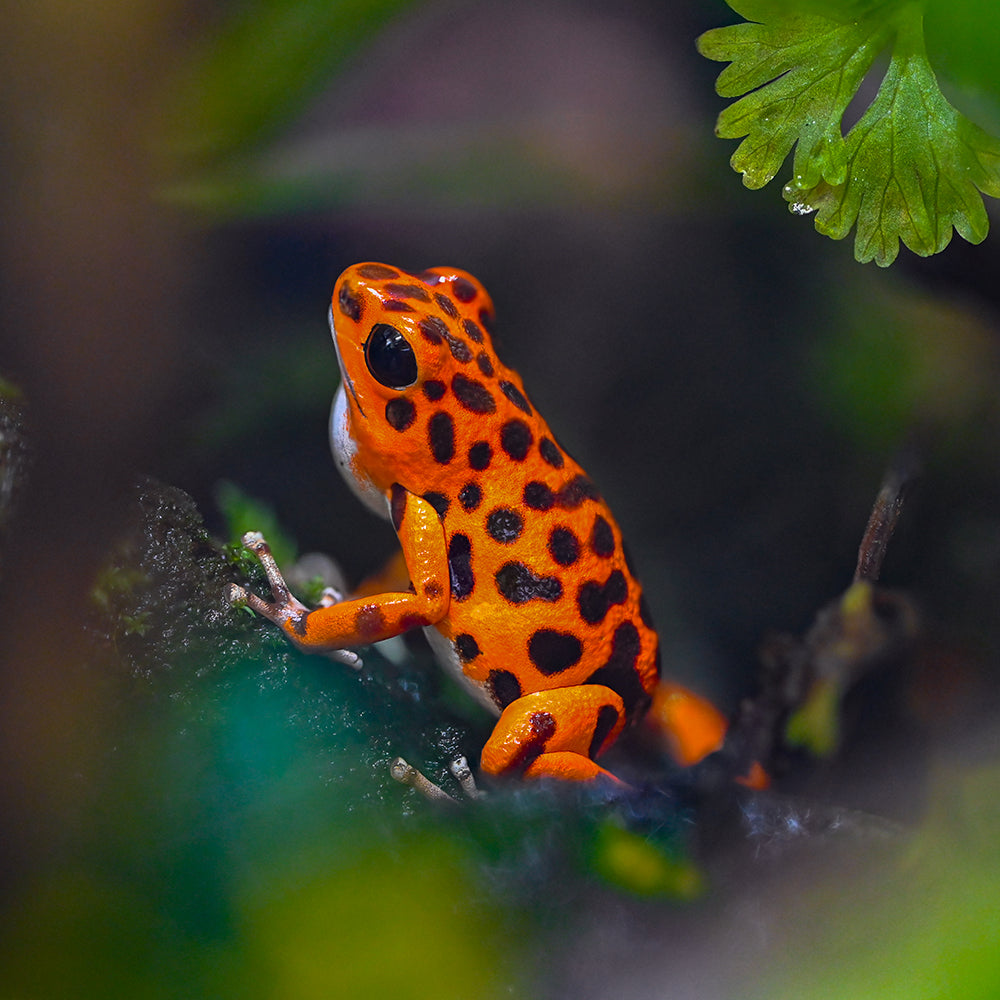 Oophaga pumilio 'Cemetery Bastimentos' - Orange
