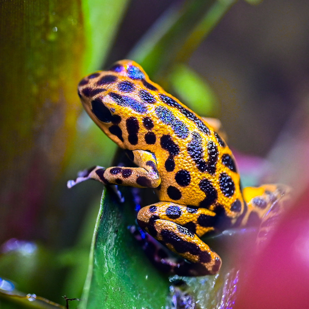 Oophaga pumilio 'Cemetery Bastimentos' - Yellow