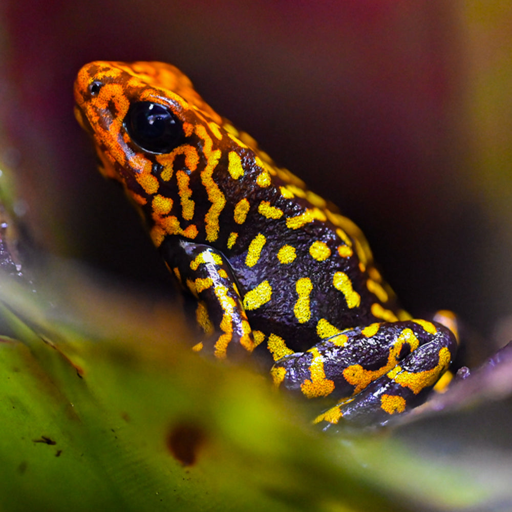 Oophaga histrionica 'Redhead - Small Form'