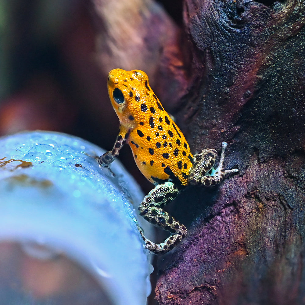 Oophaga pumilio 'Pico de Chiriqui'