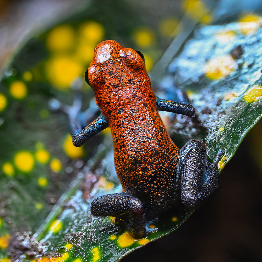 Oophaga pumilio 'Valle del Rey'