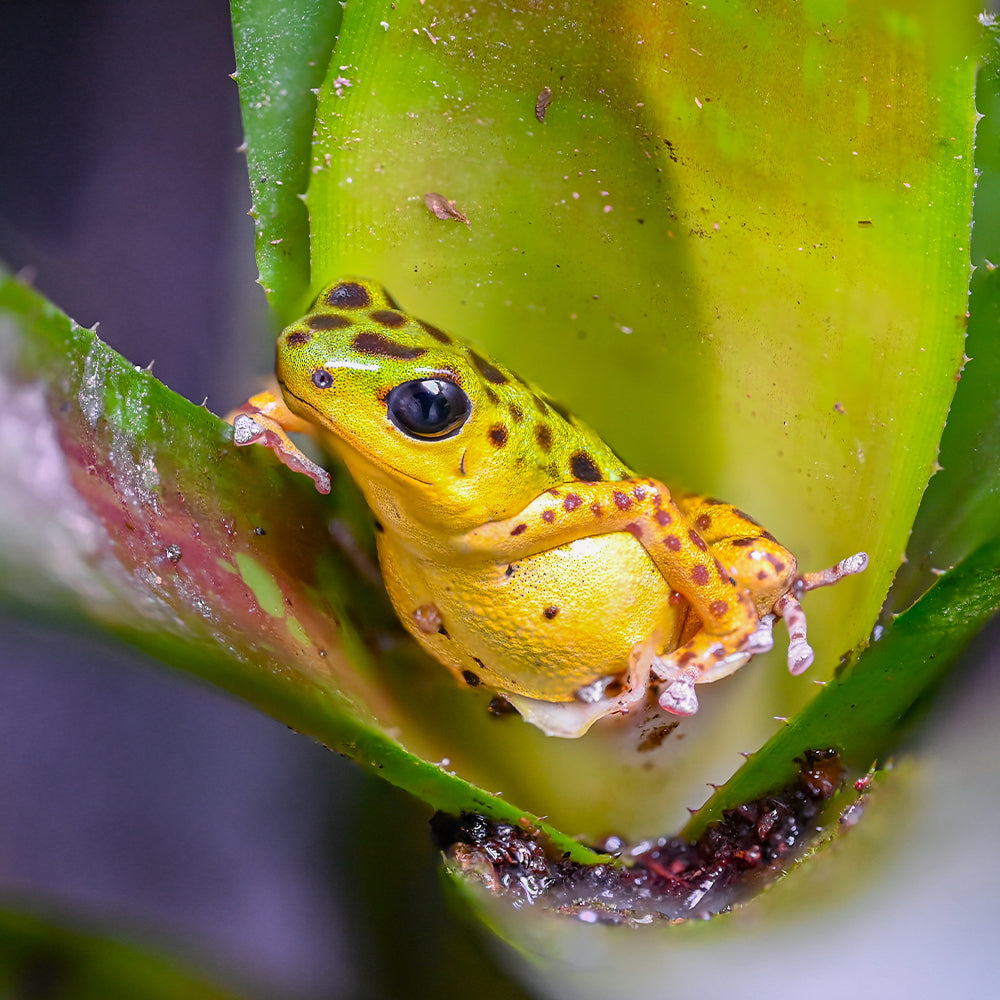 Oophaga pumilio 'Colon Drago'