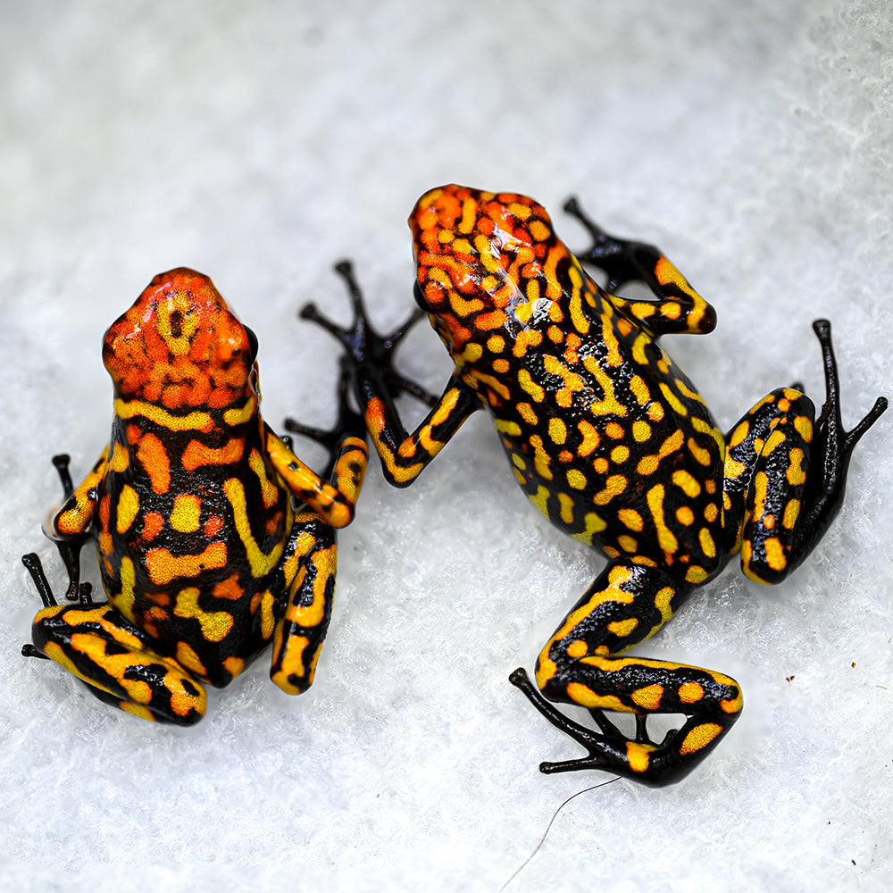 Oophaga histrionica 'Redhead - Small Form'