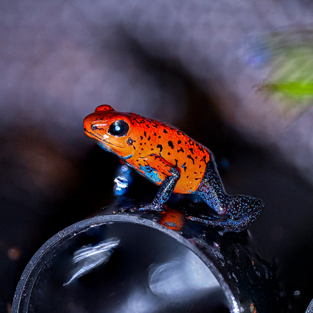 Oophaga typographica 'Blue Jeans'