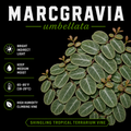 Marcgravia umbellata