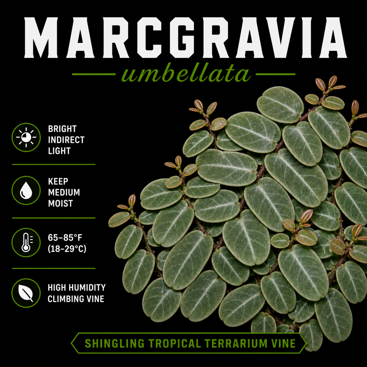 Marcgravia umbellata