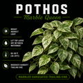 Pothos ‘Marble Queen’