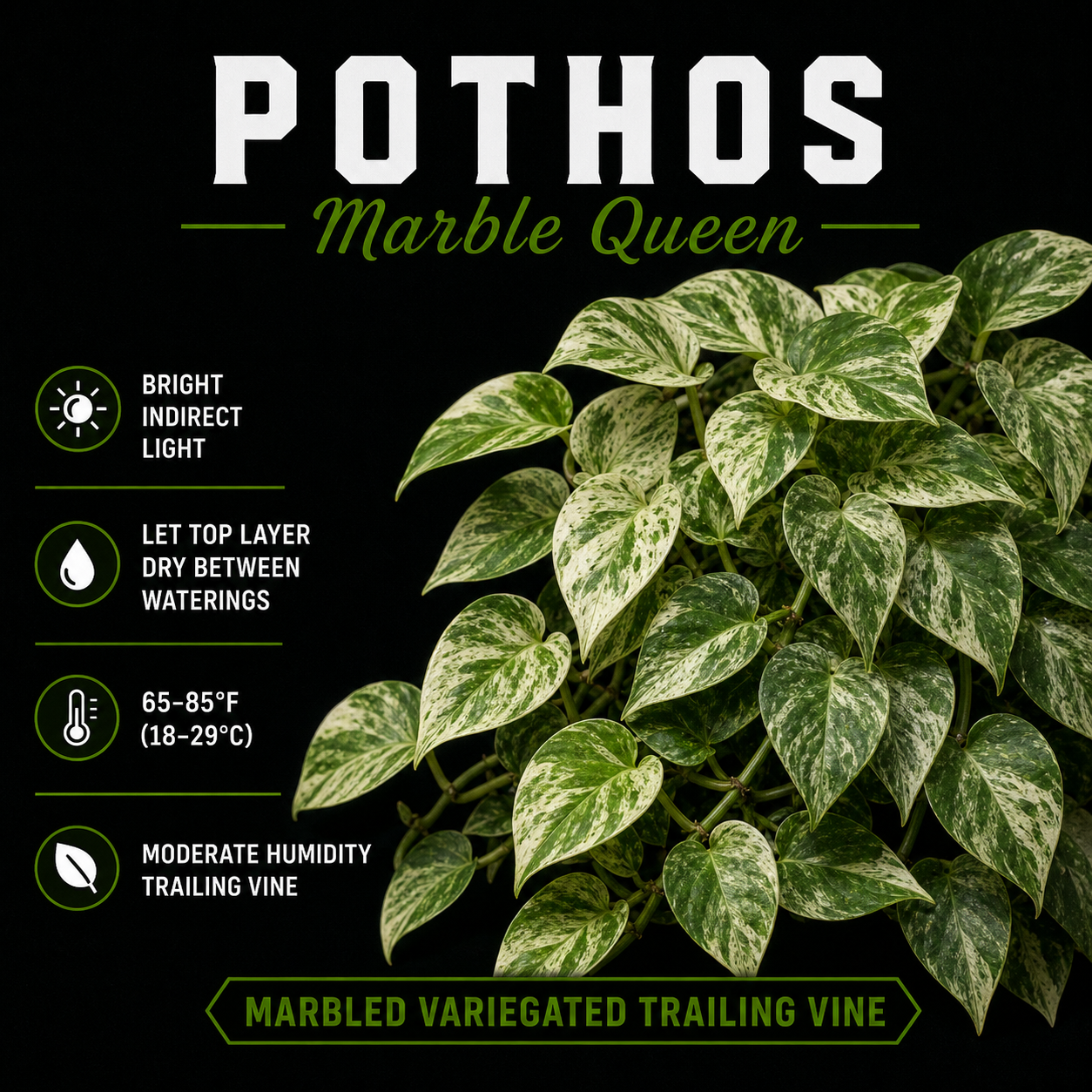 Pothos ‘Marble Queen’