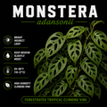 Monstera adansonii