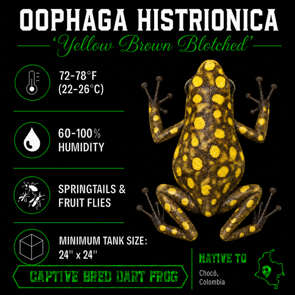 Oophaga histrionica 'Yellow Brown Blotched'