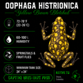 Oophaga histrionica 'Yellow Brown Blotched'