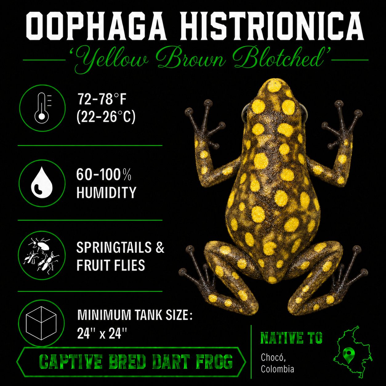 Oophaga histrionica 'Yellow Brown Blotched'