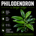 Philodendron sp Borja ridge
