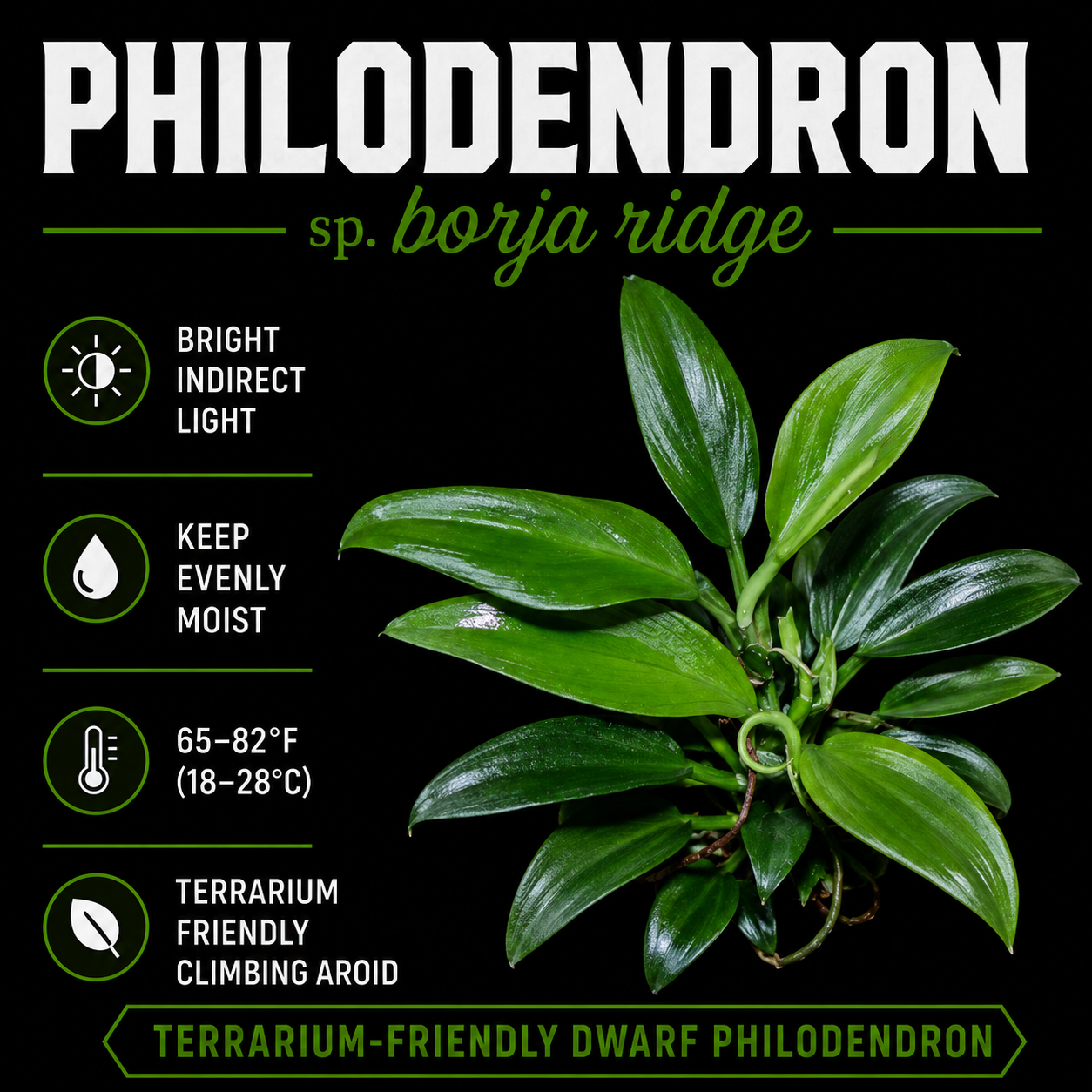 Philodendron sp Borja ridge