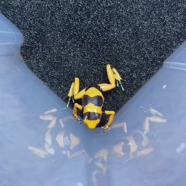O. lehmanni 'Yellow' - 0.0.1 (WYSIWYG)
